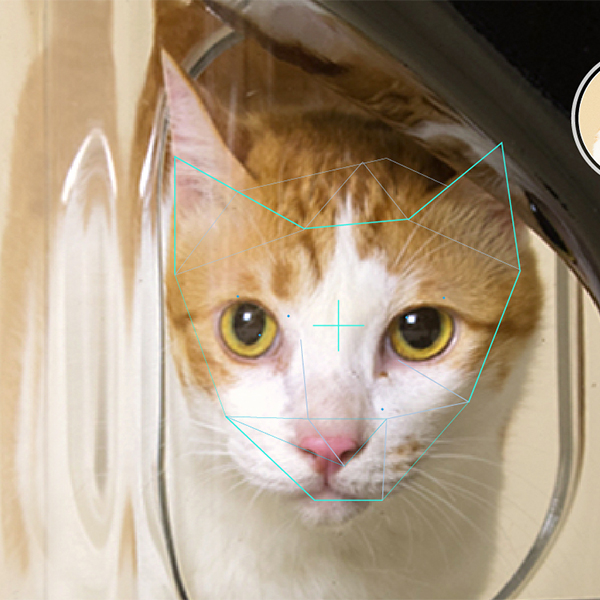 Кошки, IndieGoGo, распознавание образов, Технология распознавания лиц будет спасать жизни кошек